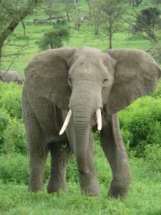Słoń afrykańskiCreative Commons