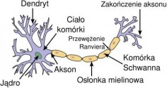 Budowa neuronuWikipedia