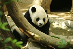 Panda wielka z zoo w San Diego