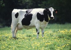 © U.S. Department of Agriculture