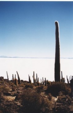 Wyspa Ryb na Salar de Uyuni© Claire POUTEAU