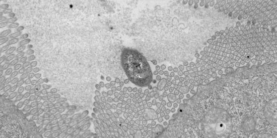 Koster Lab, Electron Microscopy Leiden