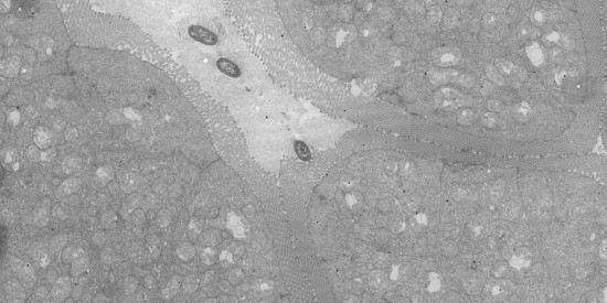 Koster Lab, Electron Microscopy Leiden