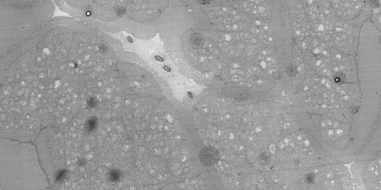 Koster Lab, Electron Microscopy Leiden