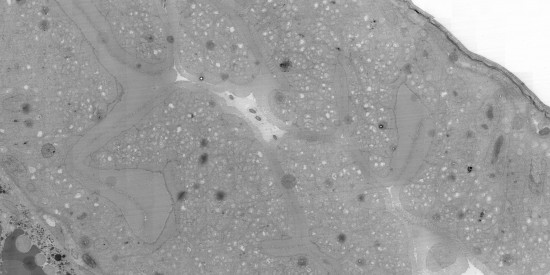 Koster Lab, Electron Microscopy Leiden
