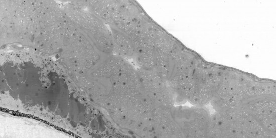 Koster Lab, Electron Microscopy Leiden