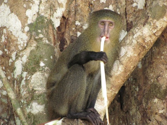 Terese Hart, Lukuru Wildlife Research Project