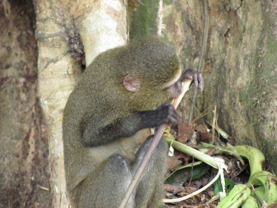 Terese Hart, Lukuru Wildlife Research Project