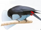 Jolyon Troscianko, http://www.jolyon.co.uk/