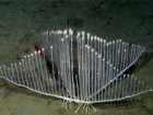 2006 MBARI