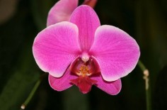 Phalaenopsis© Aradlicencja: GNU FDL