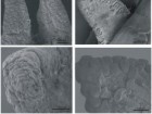 Sanggaard, Danielsen, Wogensen, Vinding, Rydtoft, Mortensen, Karring, Nielsen, Wang, Thogersen & Enghild. 2012. Unique Structural Features Facilitate Lizard Tail Autotomy. PLoS ONE http://dx.doi.org/10.1371/journal.pone.0051803, CC