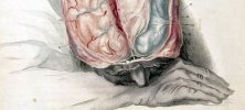 Anatomia mózgu