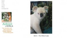 http://www.koalahospital.org.au/news.php