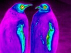 Courtesy of Université de Strasbourg and Centre National de la Recherche Scientifique (CNRS), Strasbourg, France