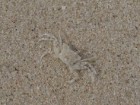 Martin Stevens