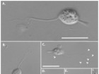 James ER, Okamoto N, Burki F, Scheffrahn RH, Keeling PJ (2013) Cthulhu Macrofasciculumque n. g., n. sp. and Cthylla Microfasciculumque n. g., n. sp., a Newly Identified Lineage of Parabasalian Termite Symbionts. PLoS ONE 8(3): e58509. doi:10.1371/journal.