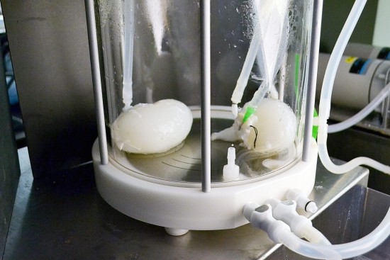 Ott Lab, Center for Regenerative Medicine, Massachusetts General Hospital
