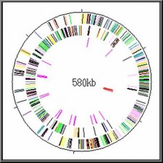 Mycoplasma genitalium© US DoE