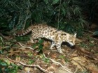 Project Wild Cats of Brazil