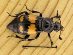 Nicrophorus vespilloides
