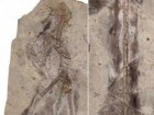 L. Chiappe, Dinosaur Institute, NHM