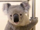 Australia Zoo