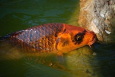 Karp koi© Ba’Gamnanlicencja: Creative Commons