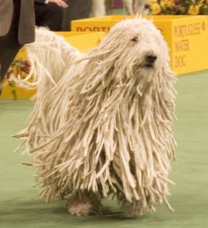 Komondor na wystawie psów