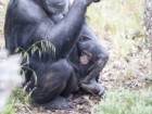 Dave Mattner, Monarto Zoo