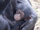 Dave Mattner, Monarto Zoo