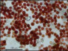 J. Fernández-Lozano et al. / USAL