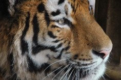 Tygrys syberyjski© mape_slicencja: Creative Commons