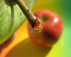 © venkanelicencja: Creative Commons