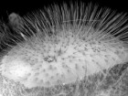 Credit: Georgia Tech Center for Nanoscale Characterization