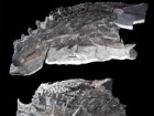 Courtesy of the Royal Tyrrell Museum of Palaeontology, Drumheller, Canada