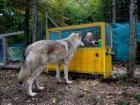 Photo: Michelle Lampe/Wolf Science Center
