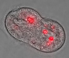 Wypełniony kropkami kwantowymi ierwotniak T.pyriformis podczas podziału komórkowego.