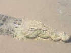 NT Crocodile Conservation & Protection Society