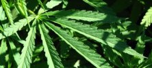 Marihuana