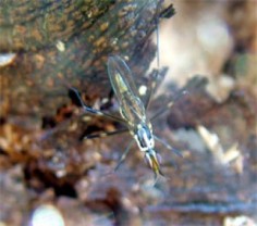 Telostylinus angusticollis