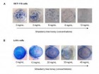 Journal of Functional Foods