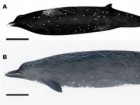 Tadasu K. Yamada et al., Scientific Reports. August 30, 2019