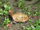 Okinawa Zoo and Museum
