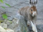 ZOO Wrocław