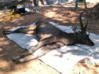 The Protected Area Regional office 13 (Phrae)