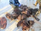 SMASS (Scottish Marine Animal Stranding Scheme)