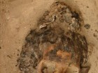 Amarna Project