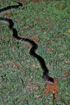 Krait pospolity (Bungarus caeruleus)