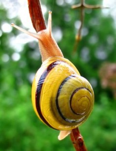 © Mad MaxCepaea hortensis